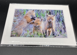 "Red Fox Pups" 5x7 print