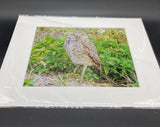 Burrowing Owl photo print- 11x14