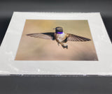 Black Chinned Hummingbird photo print- 11x14