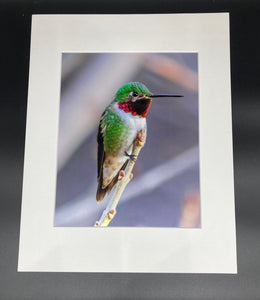 Anna's Hummingbird photo print- 11x14