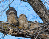 Owl Family photo print- 11x14
