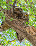 Owl Pair photo print- 11x14