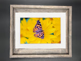 "Painted Lady Butterfly" 5x7 print