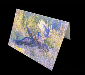 Card- Napping Moose