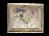 Overlooking Eagle- FRAMED 8x10 wood print