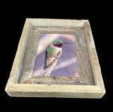 Anna's Hummingbird- FRAMED 5x7 Wood Print