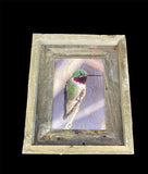 Anna's Hummingbird- FRAMED 5x7 Wood Print