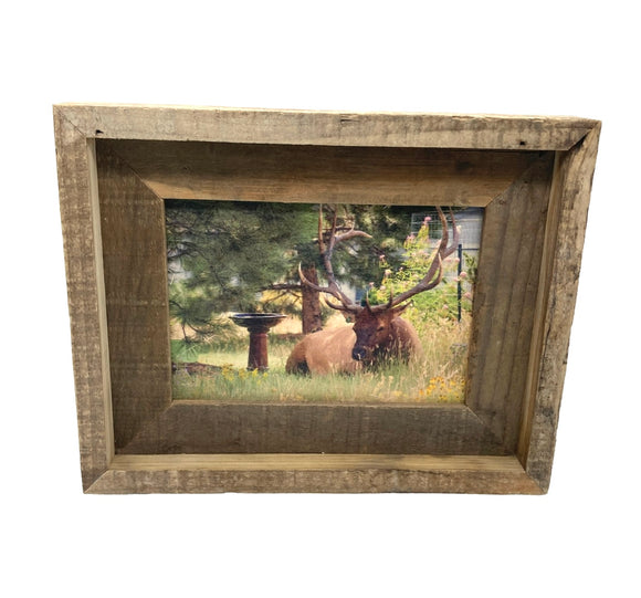 Elk & Birdbath- FRAMED 5x7 Wood Print