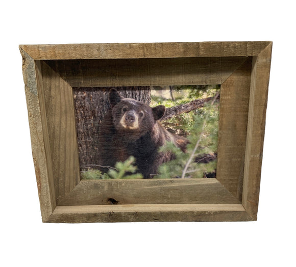 Black Bear- FRAMED 5x7 Wood Print