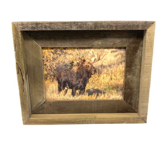 Teton Moose- FRAMED 5x7 Wood Print