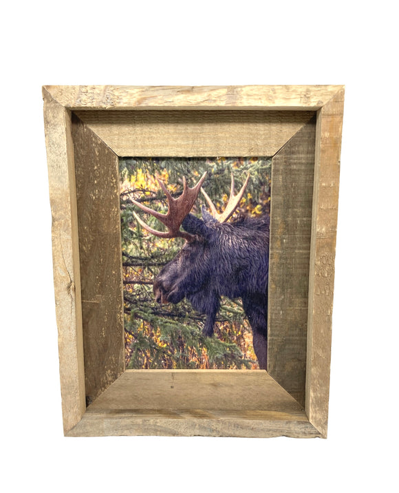 Moose Profile- FRAMED 5x7 Wood Print