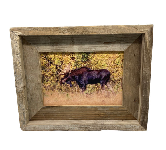 Bull Moose- FRAMED 5x7 Wood Print