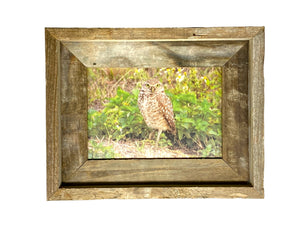 Burrowing Owl- FRAMED 5x7 wood print