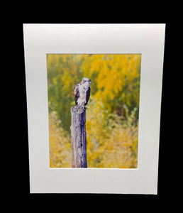 Overlooking Osprey photo print- 11x14