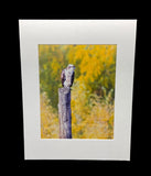 Overlooking Osprey photo print- 11x14