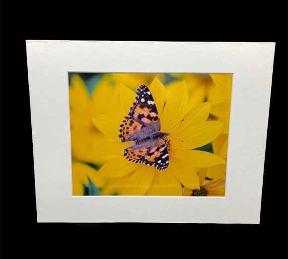Painted Lady Butterfly photo print- 11x14