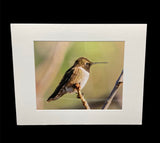 Perched Black Chinned Hummingbird photo print- 11x14