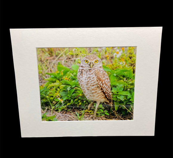 Burrowing Owl photo print- 11x14
