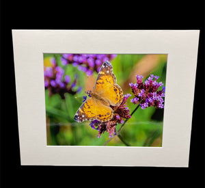 American Lady Butterfly photo print- 11x14