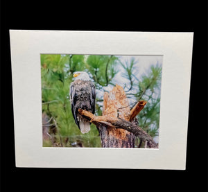 Perched Eagle photo print- 11x14