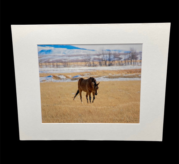Horse in Montana photo print- 11x14