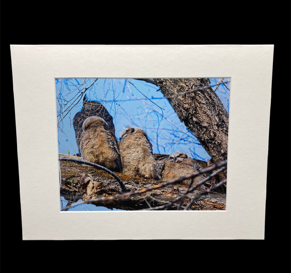 Owl Family photo print- 11x14