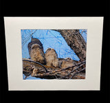 Owl Family photo print- 11x14