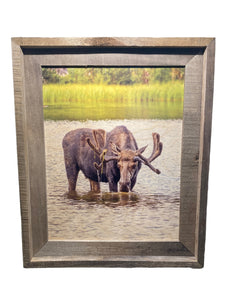 Thirsty Moose- FRAMED 11x14 Wood Print