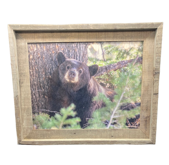 Napping Black Bear- FRAMED 11x14 Wood Print