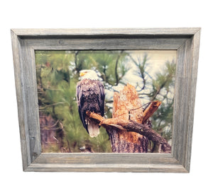 Perched Eagle- FRAMED 11x14 Wood Print