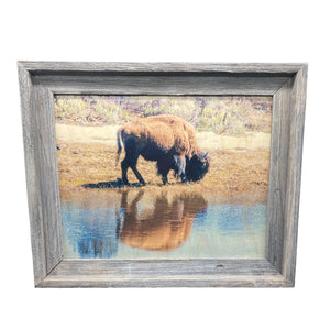 Bison Reflection - FRAMED 11x14 Wood Print