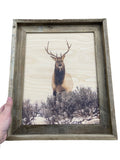 Elk Stare Down - FRAMED 11x14 Wood Print