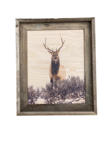 Elk Stare Down - FRAMED 11x14 Wood Print