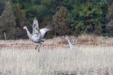 Sandhill Cranes- FRAMED 5x7Wood Print