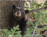 Napping Black Bear- FRAMED 11x14 Wood Print