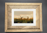 "Two Bucks" 5x7 print