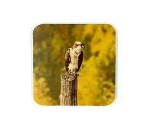 Coaster-Overlooking Osprey wood photo coaster