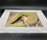 Perched Black Chinned Hummingbird photo print- 11x14