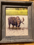 Thirsty Moose- FRAMED 8x10 wood print