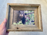 Black Bear- FRAMED 5x7 Wood Print